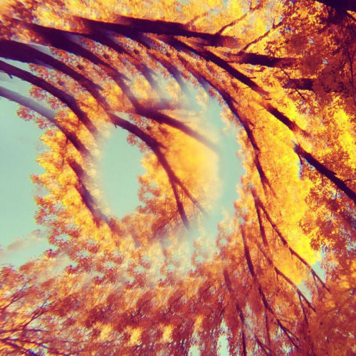 A Hawk And A Hacksaw - Forest bathing (LP)