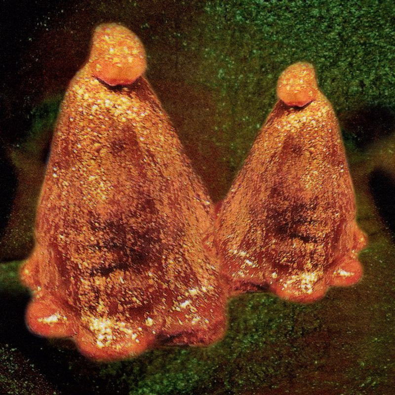 Black To Comm - Oocyte oil & stolen androgens (LP)