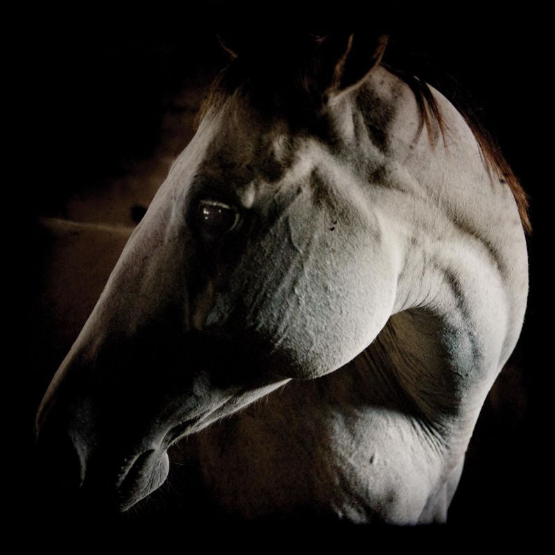 Brother Dege - How to kill a horse (CD)