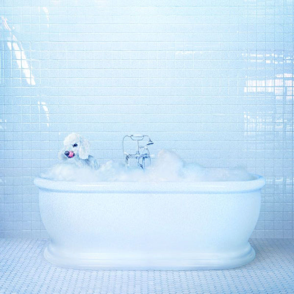 Frankie Cosmos - Vessel (Loser Edition - Translucent Blue Vinyl, Coloured Vinyl LP)