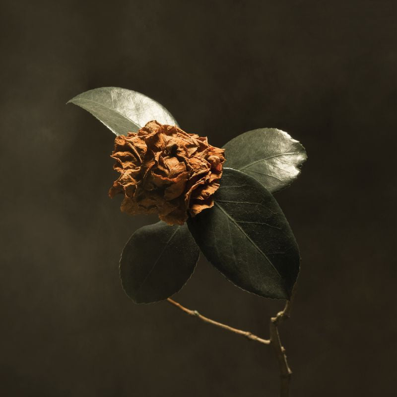 St. Paul & The Broken Bones - Young sick camellia (Coloured Vinyl, Reissue LP)
