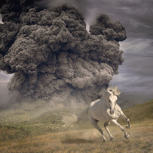 The White Buffalo - Year of the dark horse (CD)