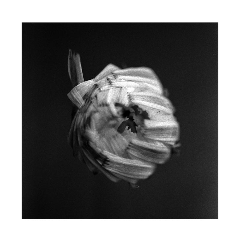 A Swarm Of The Sun - An empire (LP)