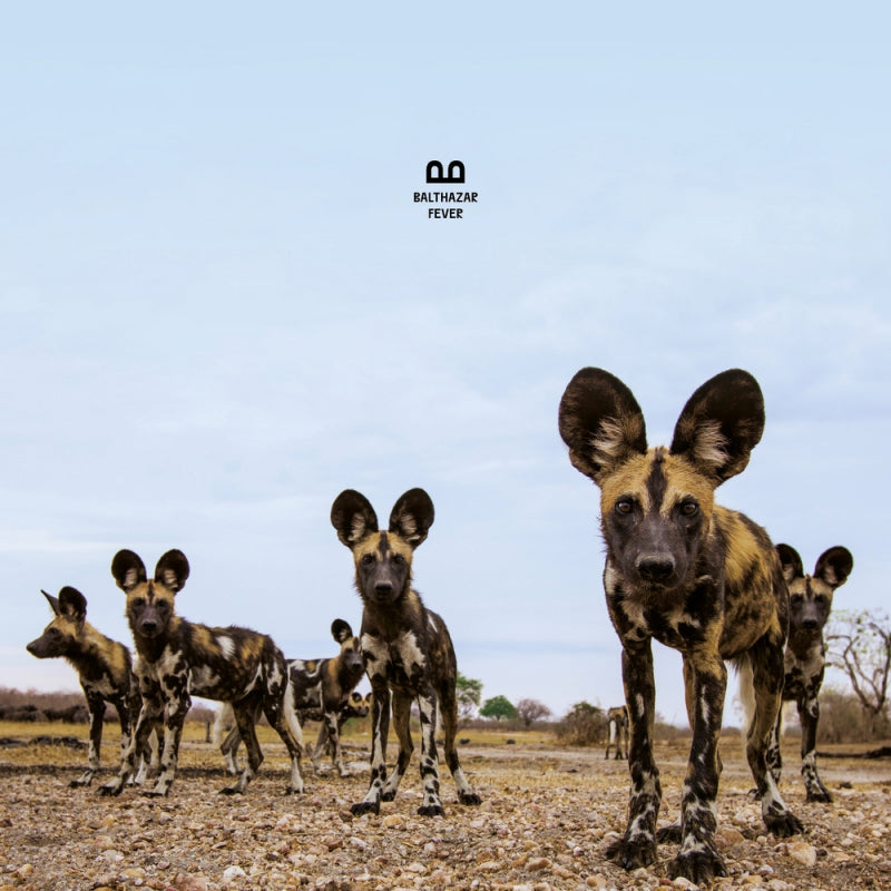 Balthazar - Fever (4324340 CD)