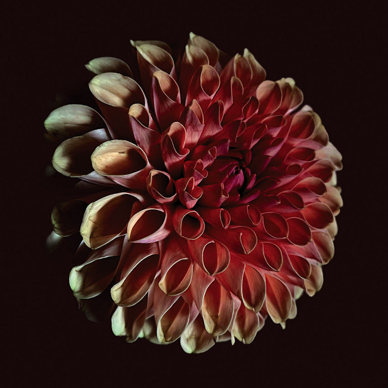 Jessica Moss - Unfolding (CD)