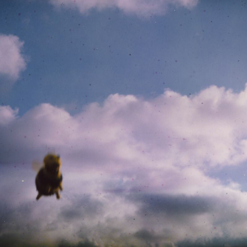 Pond - Stung! (LP)