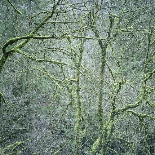 Six Organs Of Admittance - Dust & chimes (LP)