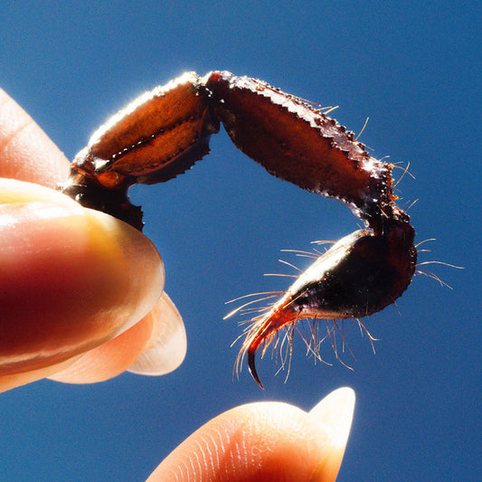 Squid - Cowards (Digipak LP)