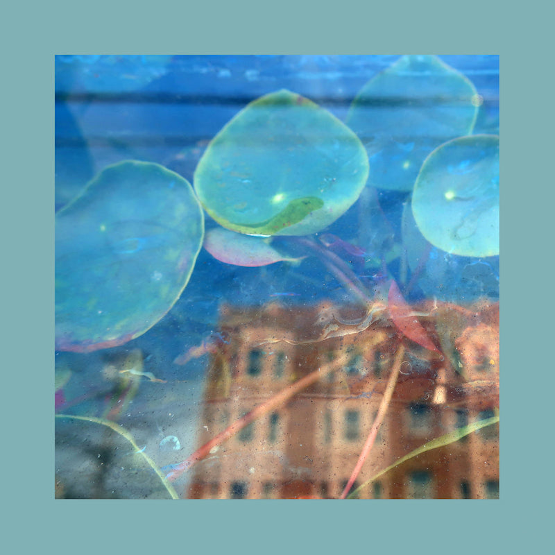 Pinks Reds & Purples - Acknowledge kindness (CD)