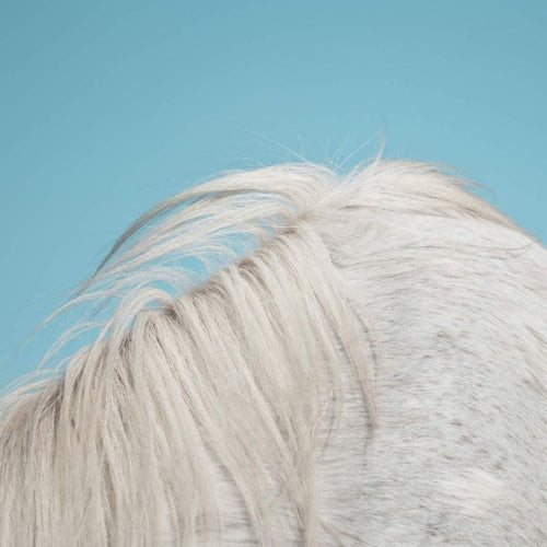 Widowspeak - All yours (LP)