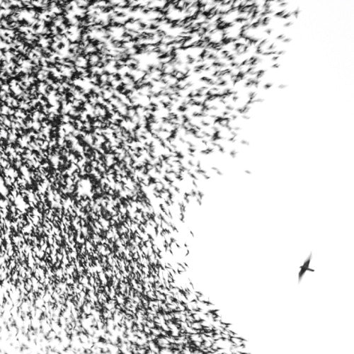 Wilco - Sky blue sky (Halfspeed Mastered For Vinyl By Stan Ricker LP)