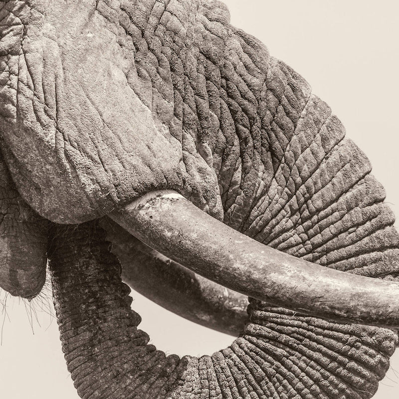 White Elephant - World elephant day (LP)